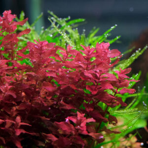 Rotala macrandra