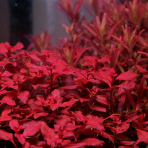 Ludwigia Super Red