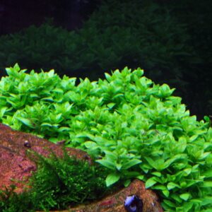 Staurogyne repens