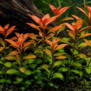 Ludwigia Repens