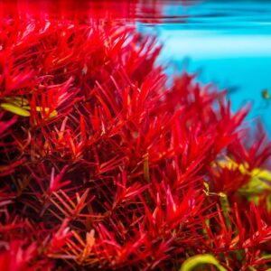 Rotala super red