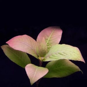 Hygrophila corymbosa cheery leaf