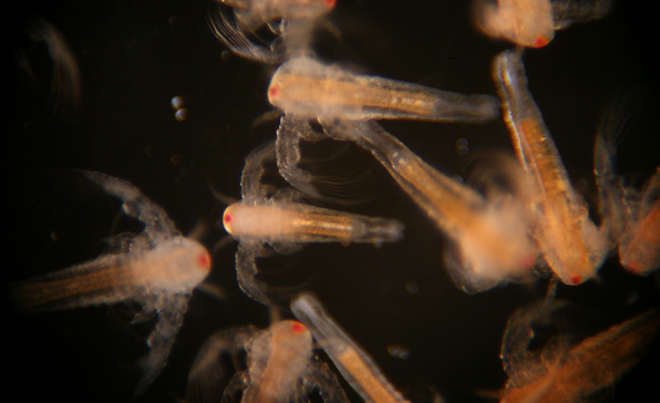 ALASKA Brine Shrimp Eggs (50g) – Premium USA Quality Artemia Cysts For Fish Food