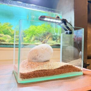 Curved Glass Nano Betta Aquarium – Complete Setup