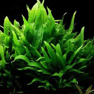 Java fern
