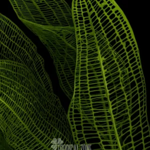 Madagascar Lace plant