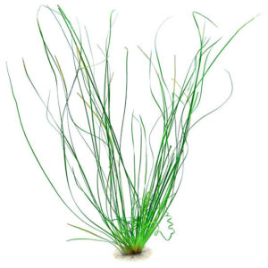 Eriocaulon sp. Japan Needle Leaf