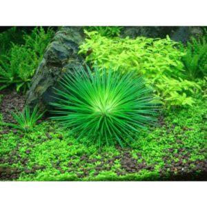 Eriocaulon Crinum