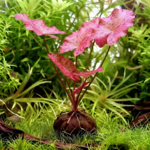 Tiger Lotus
