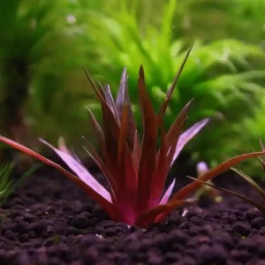 Eriocaulon quinquangulare