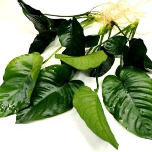 Anubias Barteri Broadleaf Jumbo