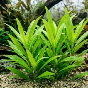 Hygrophila corymbosa