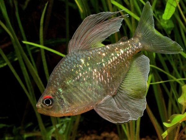 Diamond Tetra 02pcs (4cm) – Sparkling Schooling Fish - Aquatic House