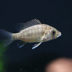 Live feeding fish(random fish) 12pcs