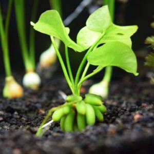Aquarium banana plant