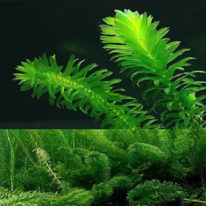 Hydrilla