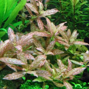 Hygrophila sunset