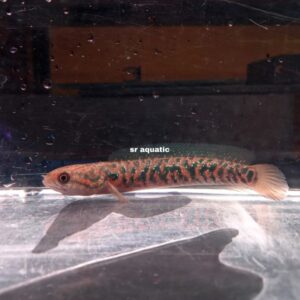 Red spoted channa 1pcs