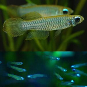 Lampeye killi fish 2 PCS