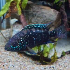 Black jackDempsey 2 pcs
