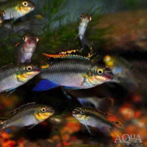 Kribensis fish 2PCS