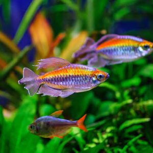 Congo tetra 2PCS