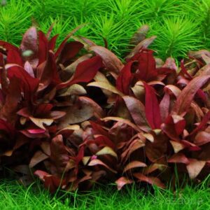 Alternanthera reinecklii mini