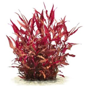 Alternanthera reineckii