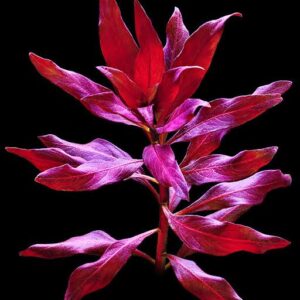 Ludwigia glandulosa