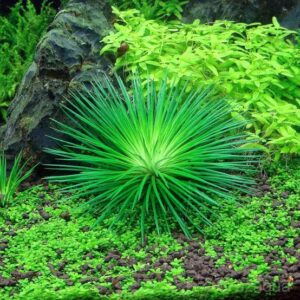 Eriocaulon cinerum