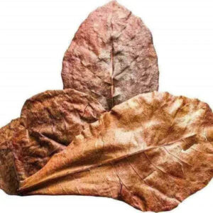 Almond leaves nature aquarium goods