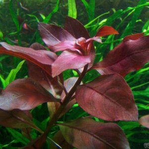 Ludwigia rubin