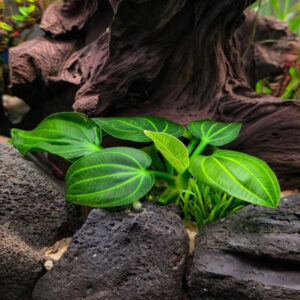 Iguazu green 2009